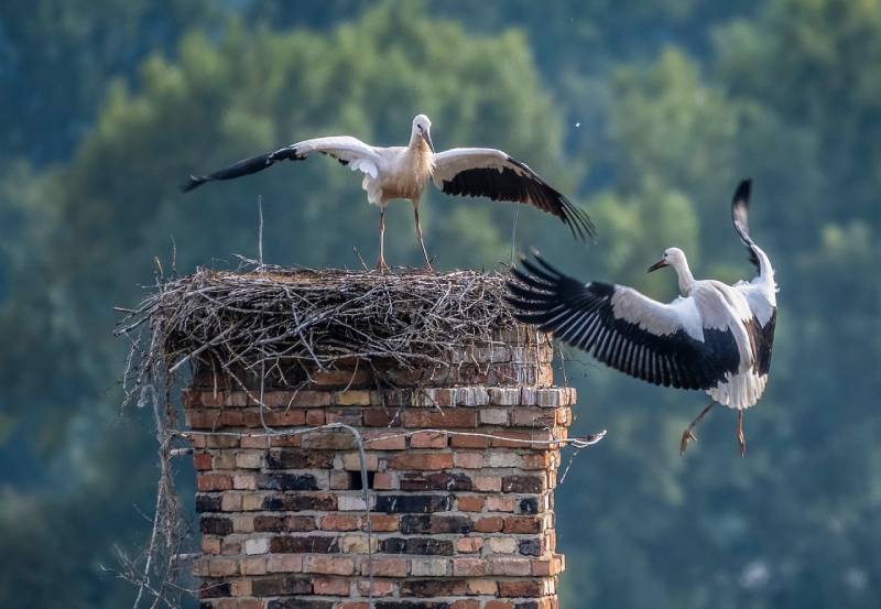 Expert Chimney Animal Removal in Redondo Beach, CA Professional Chimney Animal Removal Services in Redondo Beach, California