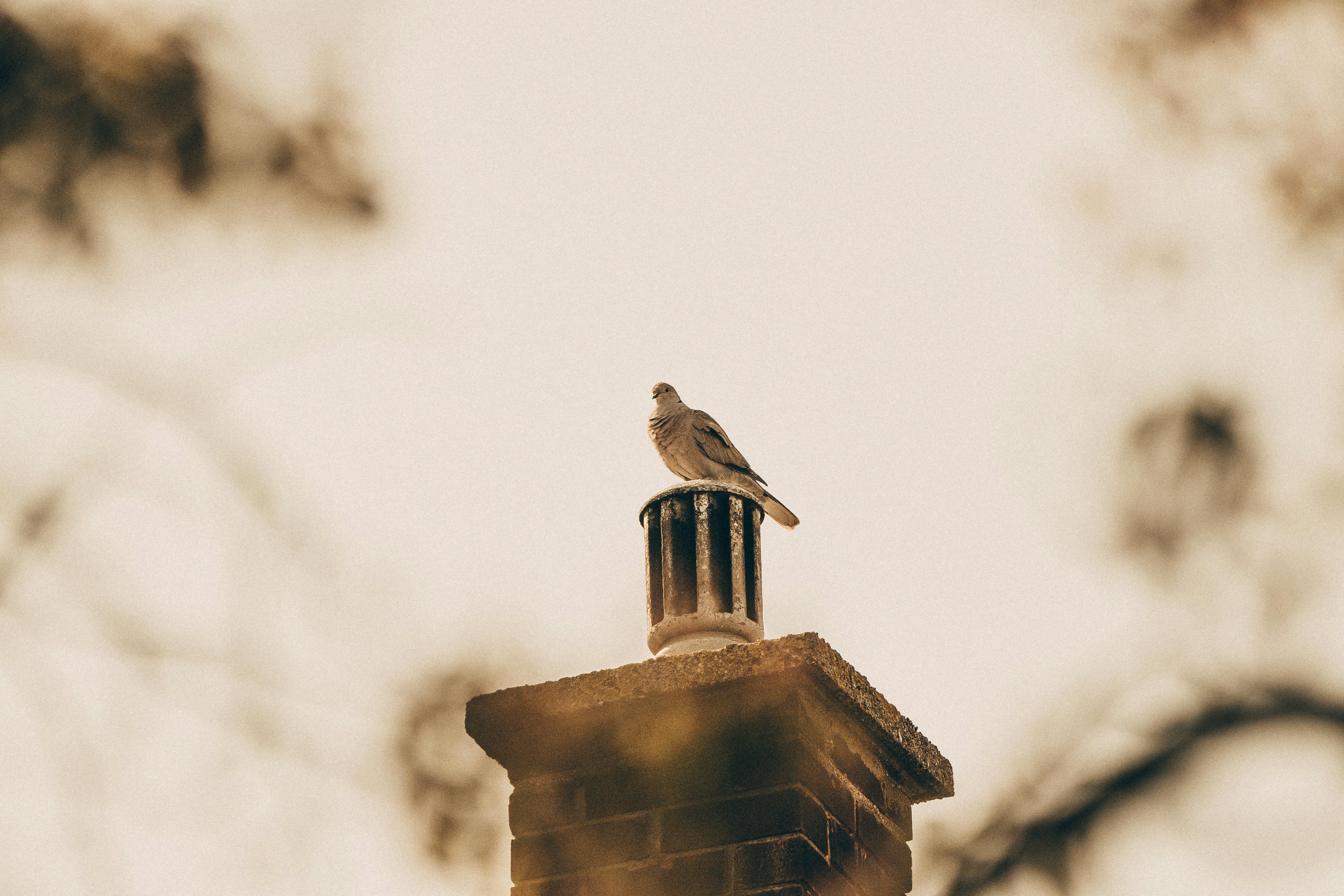 Professional Chimney Cap Installation Services in Redondo Beach, CA Expert Chimney Cap Installation in Redondo Beach, California
